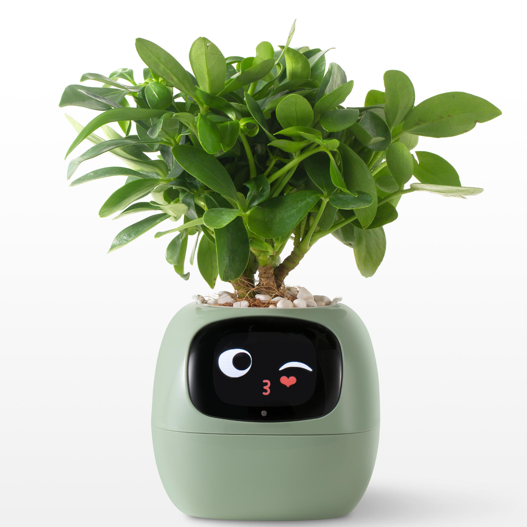 EmojiPlant | Kreativ Emoji Blomsterkrukke-zarada.dk
