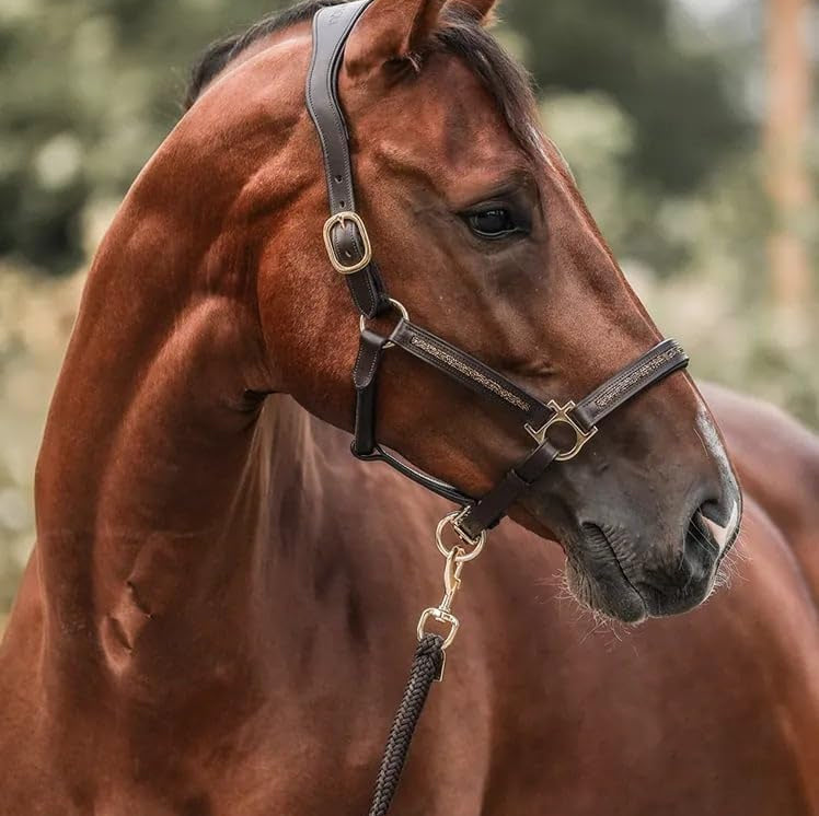 EquiTrend | 2025 Julekalender for Hesteelskere