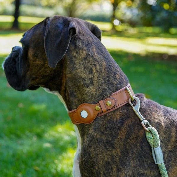 Hundehalsbånd Med AirTag Holder - Robust Og Vandtæt Design