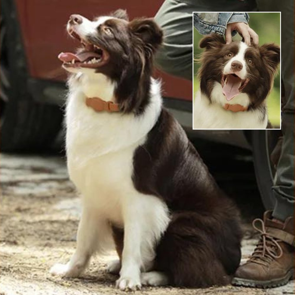 Hundehalsbånd med AirTag Design