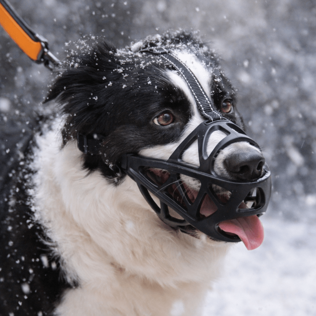 Hundemundkurv til Kontrol og Komfort