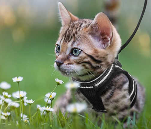 Kattesele Med Snor - AdventureKit til Sikker Gåture