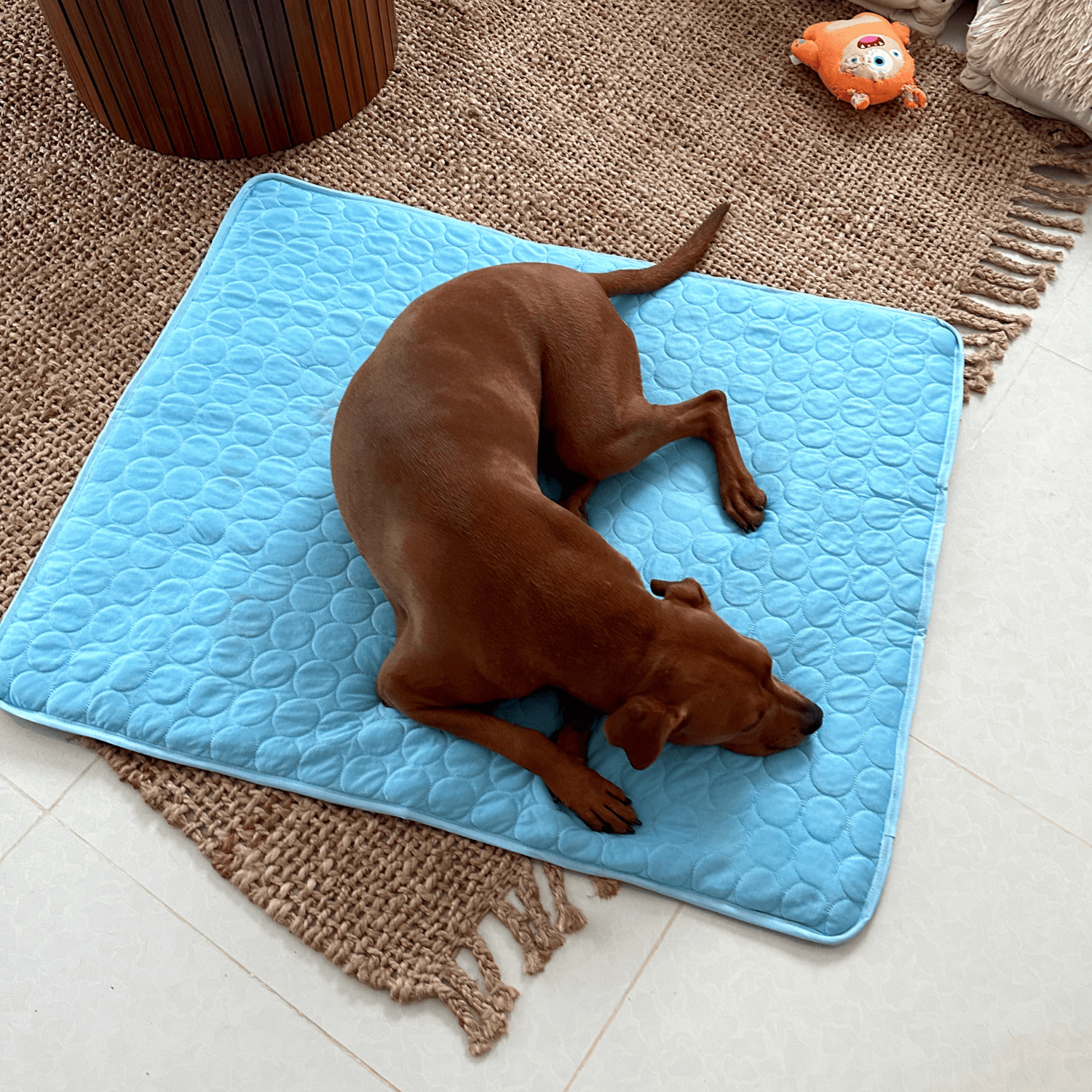 Kølemåtte til hunde med Innovativ Design