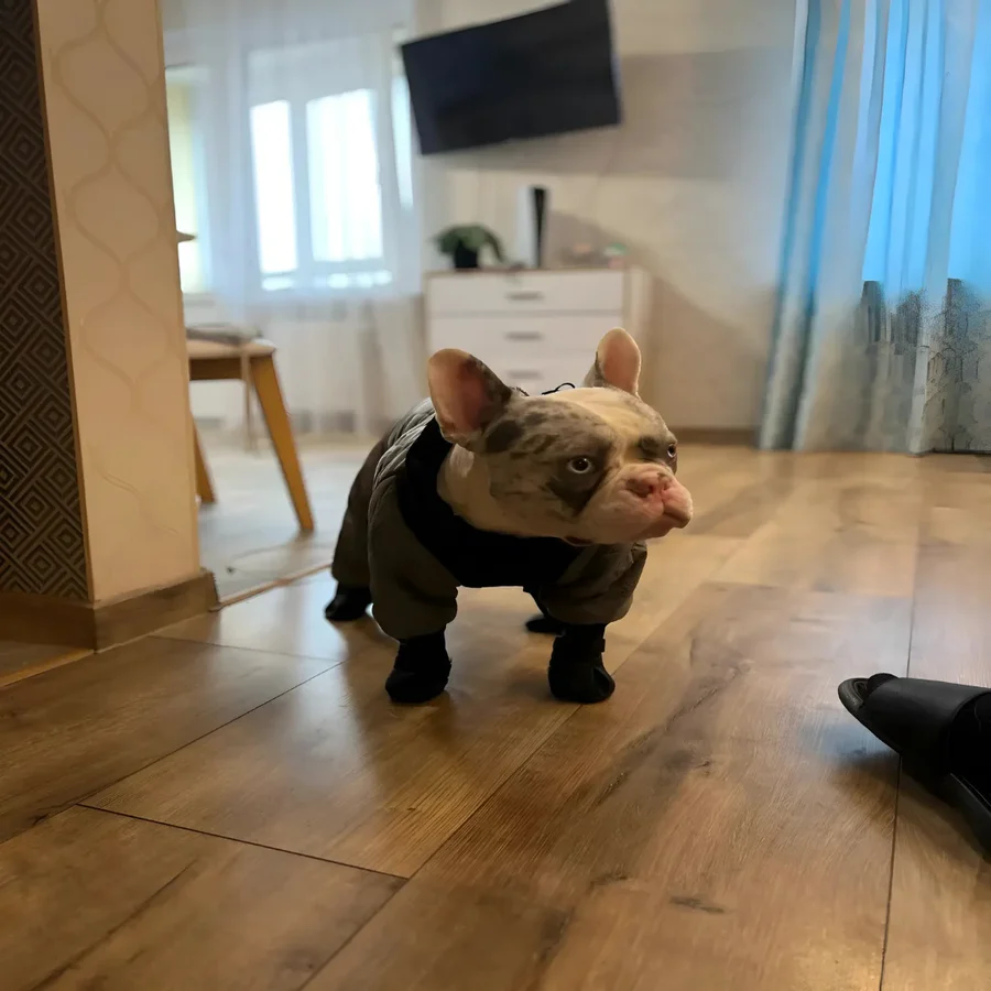 Kvinders Slip-On Støvler med Selerrem