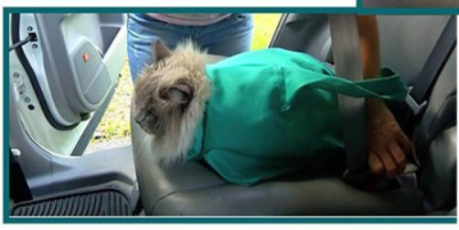 PurrfectTravel | Plejetaske og Rejsetaske-zarada.dk