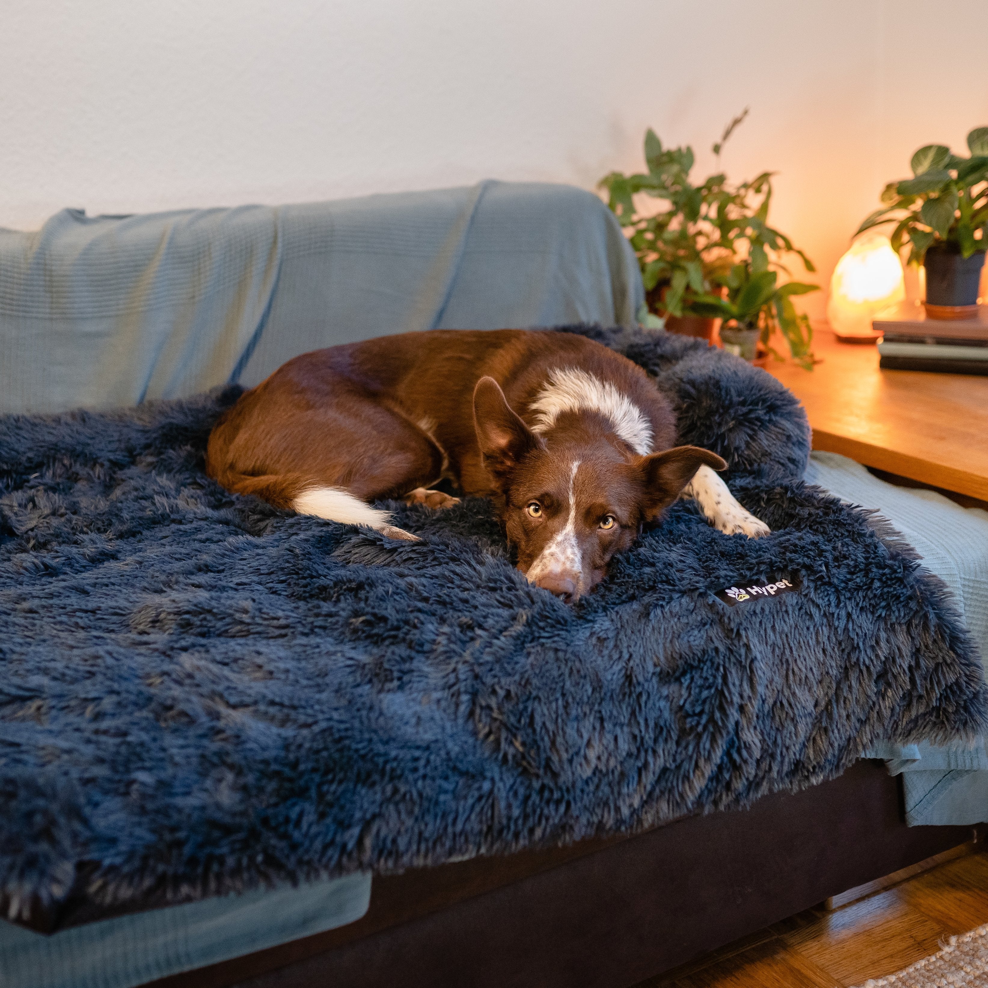 PawsyPillow | Vaskbar, varm og vandtæt efterårs pude til din hund-zarada.dk