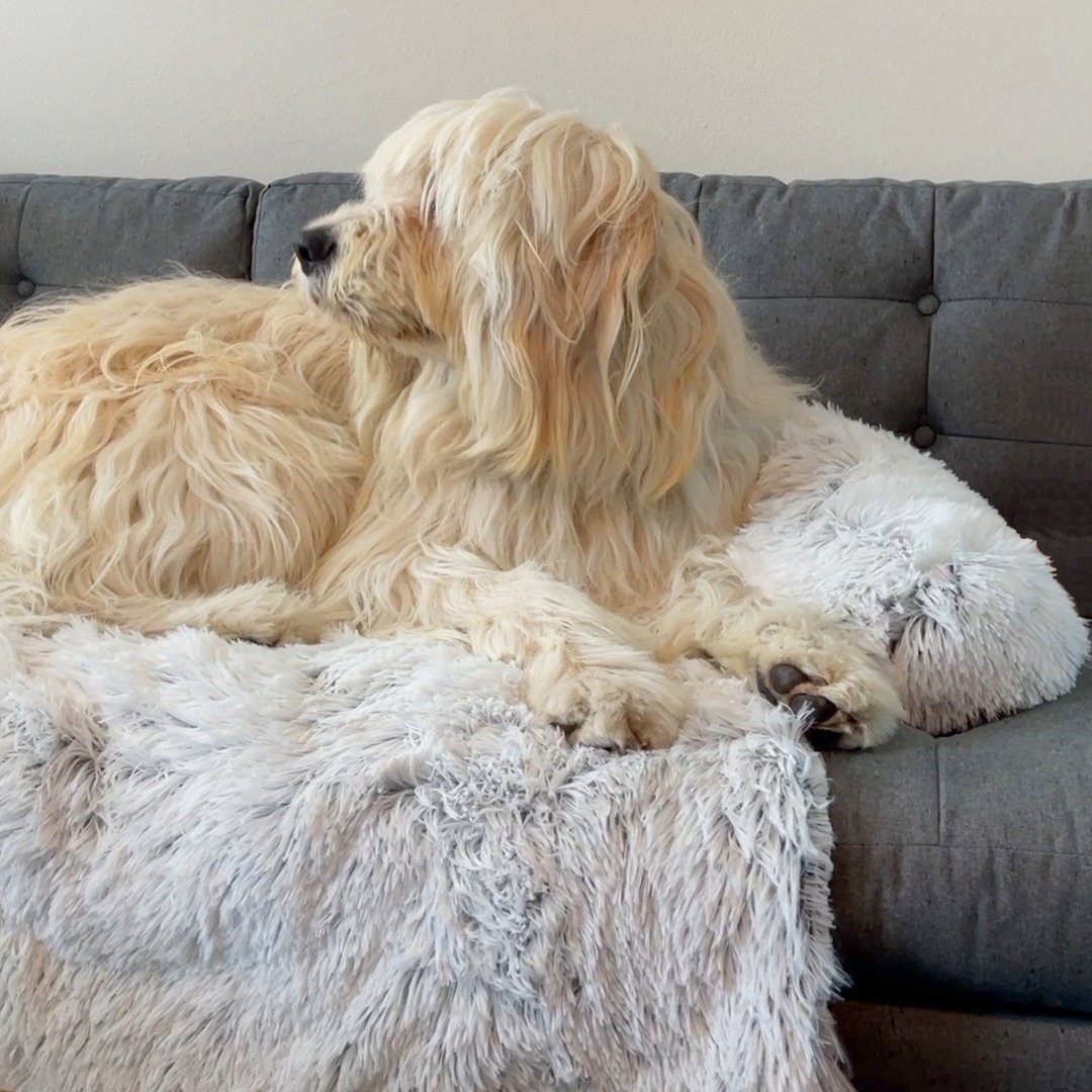 PawsyPillow | Vaskbar, varm og vandtæt efterårs pude til din hund-zarada.dk