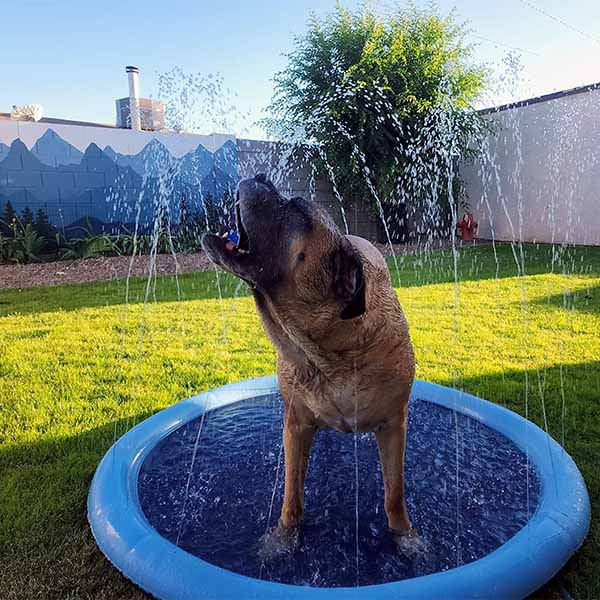 DogSplash | Lang leve sjovet for din firbenede ven!-zarada.dk
