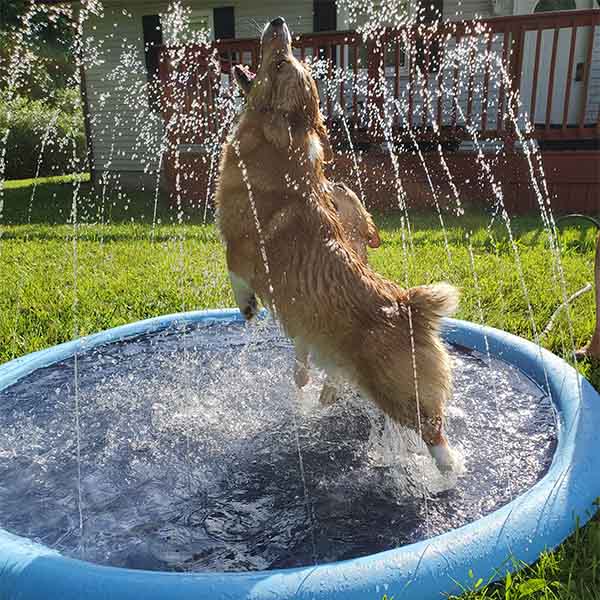DogSplash | Lang leve sjovet for din firbenede ven!-zarada.dk