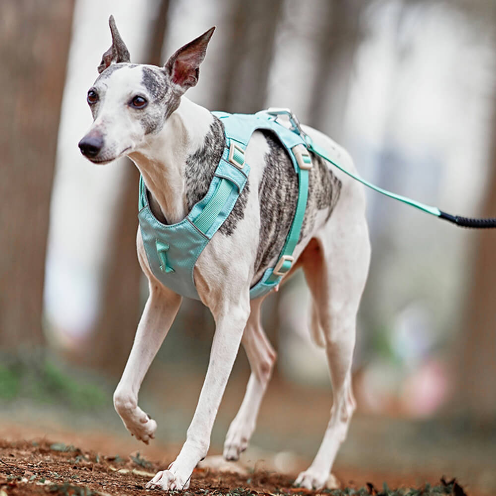 Anti-Træk Hundesele med Multifunktionel Snor til Gåture