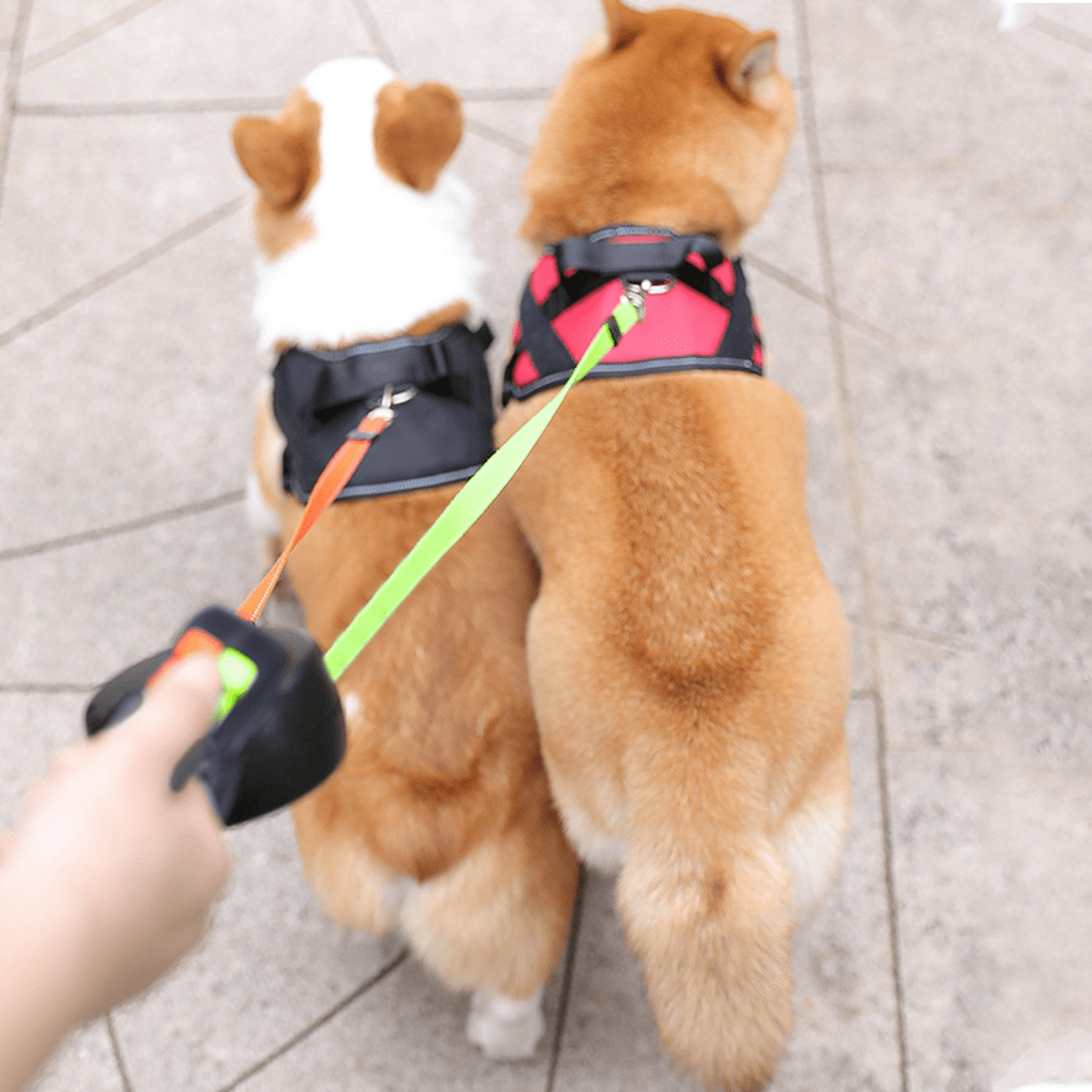 Dobbelt Hundesnor med Lommelygte