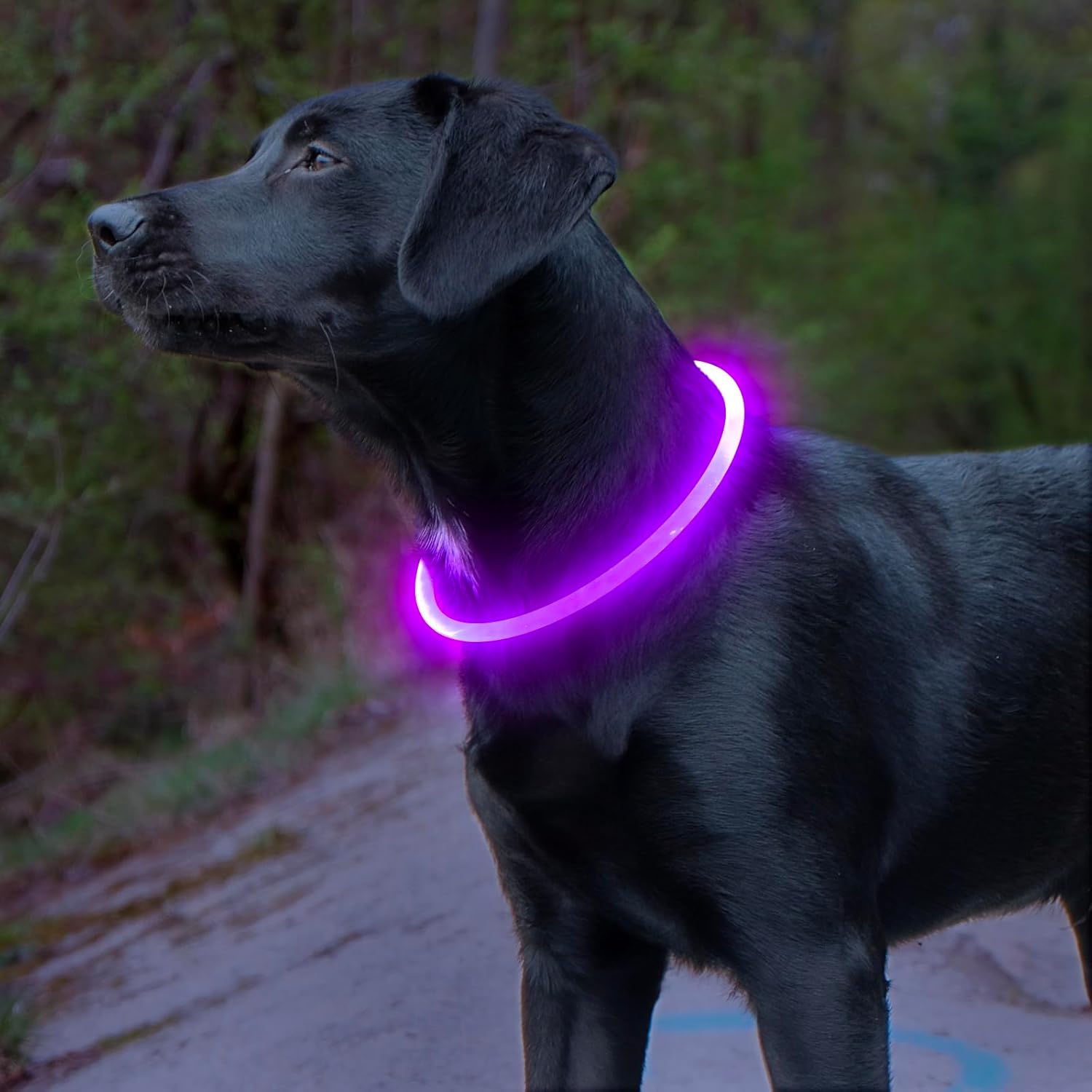 Hundehalsbånd med LED Lys til Sikkerhed