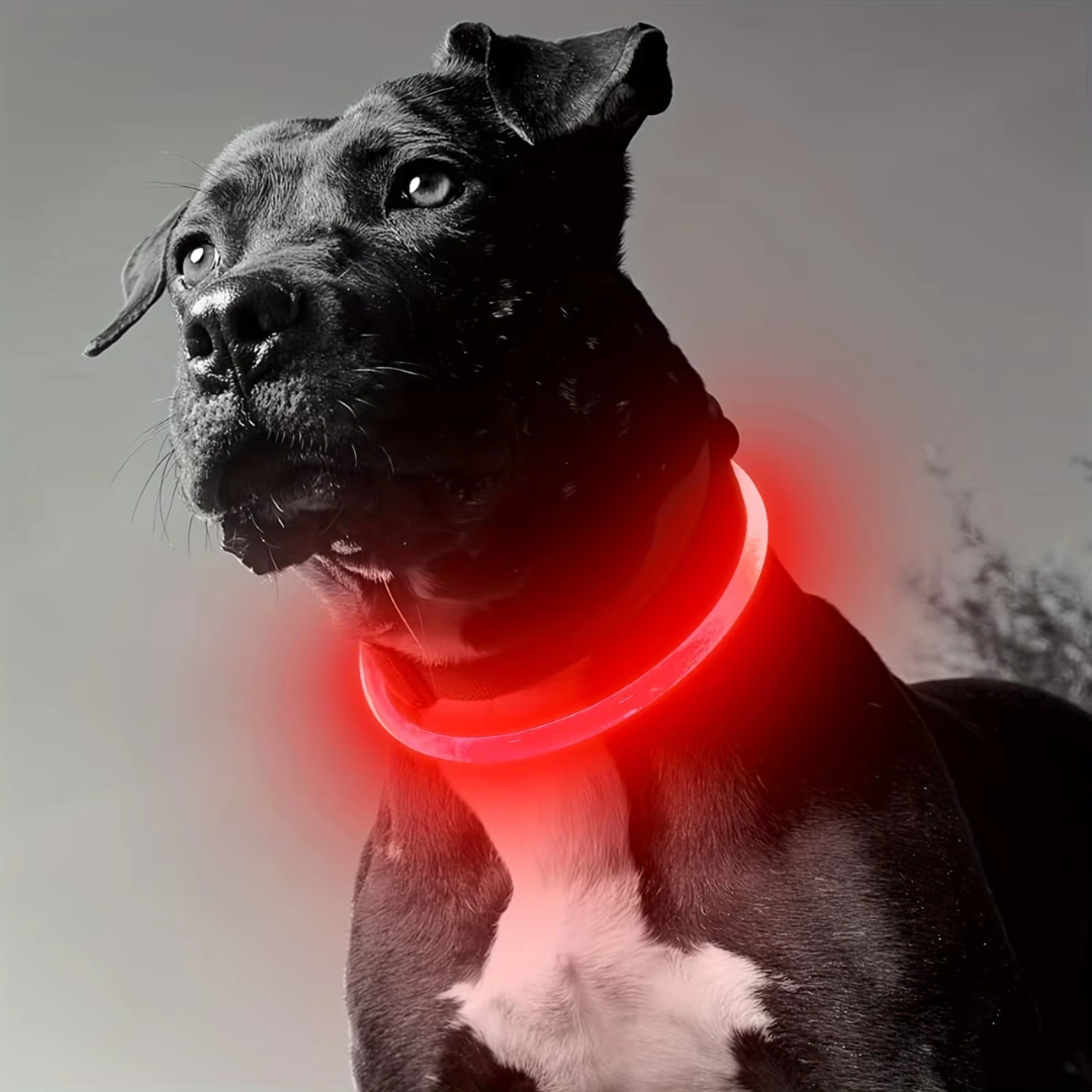 Hundehalsbånd med LED Lys til Sikkerhed