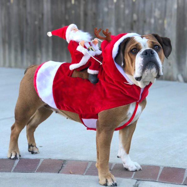 Hundetøj Juleoutfit Festligt Design til Hunde