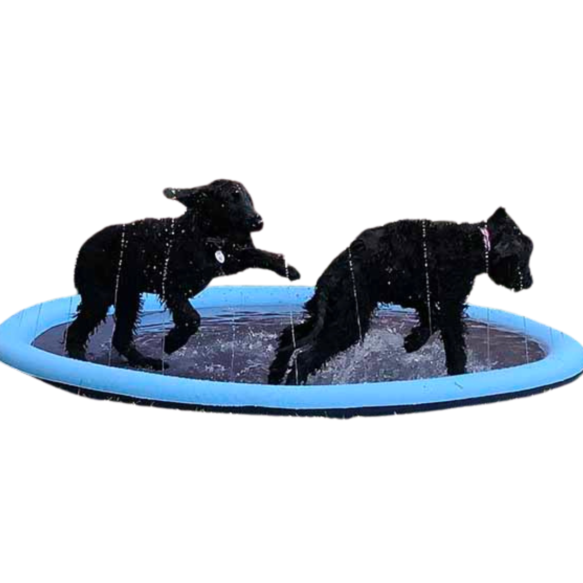 DogSplash | Lang leve sjovet for din firbenede ven!-zarada.dk