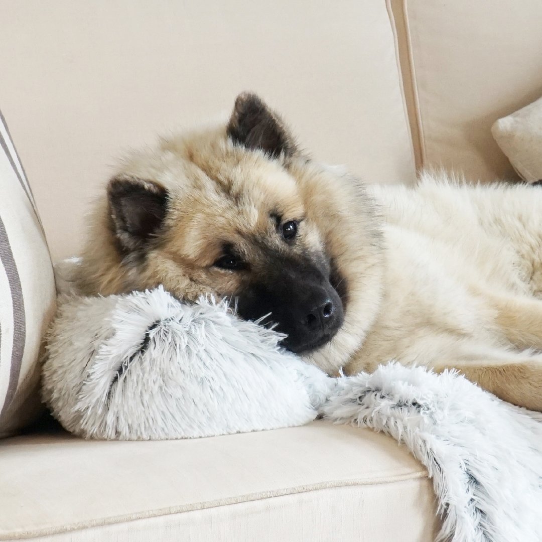 PawsyPillow | Vaskbar, varm og vandtæt efterårs pude til din hund-zarada.dk
